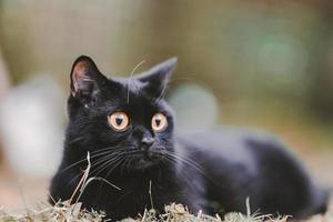 um gato preto escocês sentado na grama olhando para o lado.