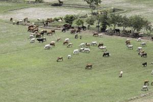 as vacas comem grama nos campos nos campos. vista aérea de cima, imagem de cima de pastagens e grama verde vista aérea conceito de agricultura e agricultura. foto