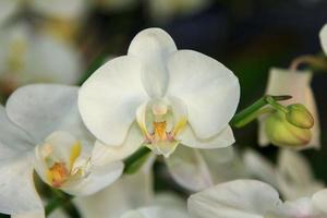 a orquídea vanda branca pálida em um fundo azul é uma flor popular da economia de exportação em todo o mundo, como nos estados unidos e na europa. plantado para decorar o jardim para ser bonito. foto