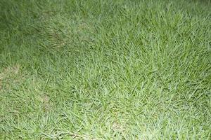 gramado verde está crescendo em um quintal lindamente projetado, imitando a natureza artificial. foto