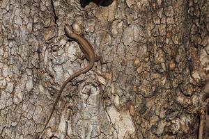 feche o lagarto de árvore marrom no contexto da casca de árvore. coloração protetora do lagarto foto