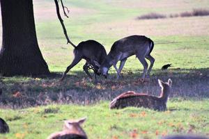 uma vista de alguns veados no parque richmond em londres foto