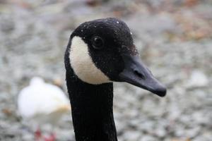um close-up de um ganso do Canadá foto