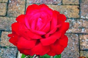 uma vista de uma rosa vermelha no jardim foto