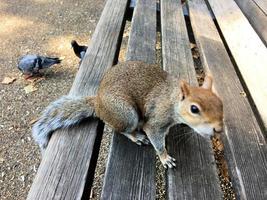 um close-up de um esquilo cinza em Londres foto