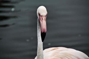 uma visão de um flamingo na reserva natural de martin mera foto