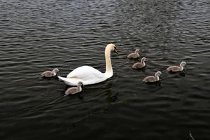 uma vista de um cisne mudo com cygnets no lago nantwich foto