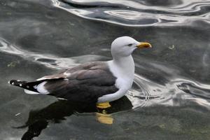 um close-up de uma gaivota foto