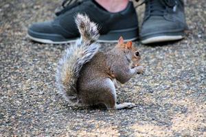 um close-up de um esquilo cinza em Londres foto