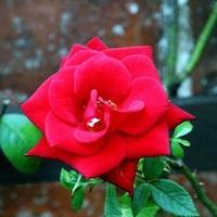uma vista de uma rosa vermelha no jardim foto