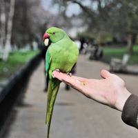 uma vista de um periquito de pescoço anel verde foto