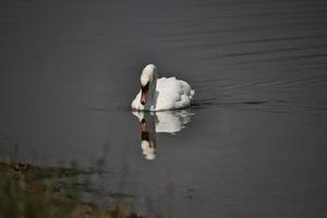 uma vista de um cisne mudo no lago windermere foto