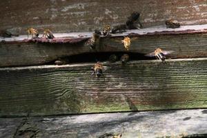 uma visão de algumas abelhas ao redor de uma colmeia foto