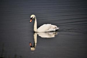 uma vista de um cisne mudo no lago windermere foto