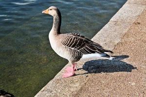 uma visão de um ganso greylag foto