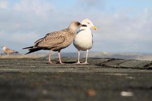 uma vista de uma gaivota à beira-mar foto