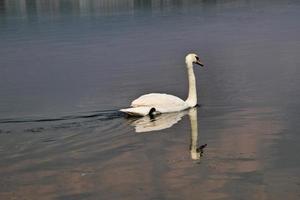 uma vista de um cisne mudo no lago windermere foto