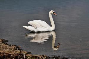 uma vista de um cisne mudo no lago windermere foto