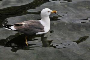 um close-up de uma gaivota foto