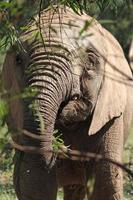 jovem elefante comendo plantas na áfrica do sul foto