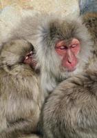 família japonesa de macacos de neve abraçando e dormindo no parque nacional foto