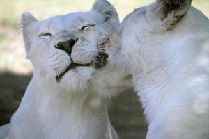 casal de leão jovem afetuoso com pele branca na sombra foto