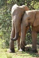 jovem elefante ao lado de sua mãe no Parque Nacional da África do Sul foto