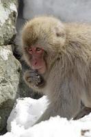 macaco da neve na província de nagano, japão foto