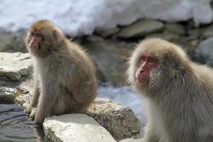 macaco da neve na província de nagano, japão foto