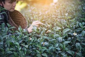 colheita do homem - escolha folhas frescas de chá verde no campo de chá de terra alta em chiang mai tailândia - pessoas locais com agricultura no conceito de natureza de terra alta foto