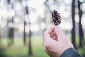 retrato de pessoas na natureza da floresta verde com luz do sol quente foto