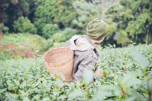 colheita do homem - escolha folhas frescas de chá verde no campo de chá de terra alta em chiang mai tailândia - pessoas locais com agricultura no conceito de natureza de terra alta foto