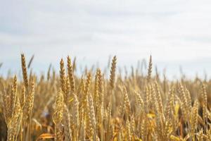 campo de terras agrícolas com espigas de trigo maduras amarelas em dia ensolarado de verão. foto