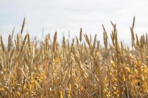 campo de terras agrícolas com espigas de trigo maduras amarelas em dia ensolarado de verão. foto