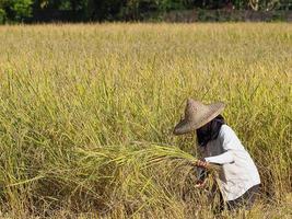 vista lateral da mulher agricultora são colheita de arroz por uma foice foto
