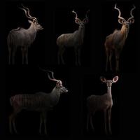 kudu escondido no escuro foto