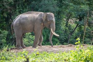 corda de elefante da ásia com corrente foto