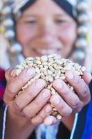 senhora da tribo da colina mostrando o grão de café seco processado em terras altas, área local de chiang mai, ao norte da tailândia foto