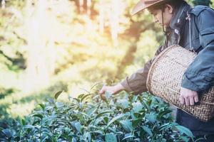 colheita do homem - escolha folhas frescas de chá verde no campo de chá de terra alta em chiang mai tailândia - pessoas locais com agricultura no conceito de natureza de terra alta foto