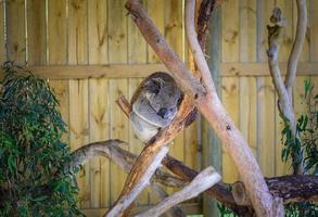 coala australiano dormindo na árvore no parque de vida selvagem de conservação da ilha phillip, estado de vitória da austrália. foto