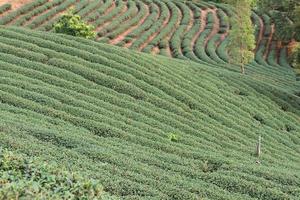 fazenda de chá verde foto