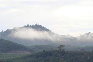 névoa da manhã na densa floresta tropical foto