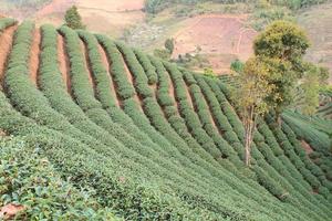 fazenda de chá verde foto