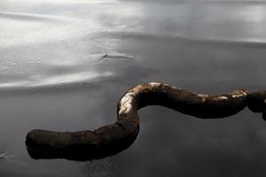 derramamento de petróleo bruto na praia foto