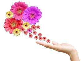 mão de mulher com flores foto