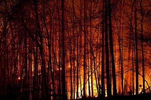 queima lenta incêndio florestal à noite. foto