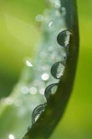 natureza abstact - gotas de água na folha após a chuva de verão foto