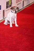 los angeles, 24 de março - uggie chega aos prêmios genesis 2012 no beverly hilton hotel em 24 de março de 2012 em beverly hills, ca foto