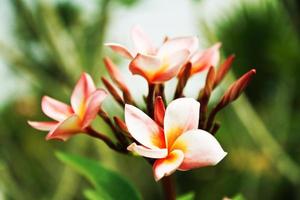 flores de frangipani.