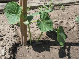 planta de legumes de pepino foto